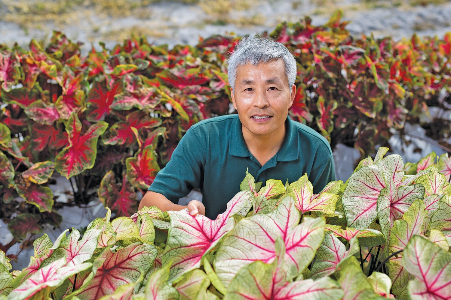 Zhanao Deng, professor of environmental horticulture at the UF/IFAS Gulf Coast Research and Education Center.